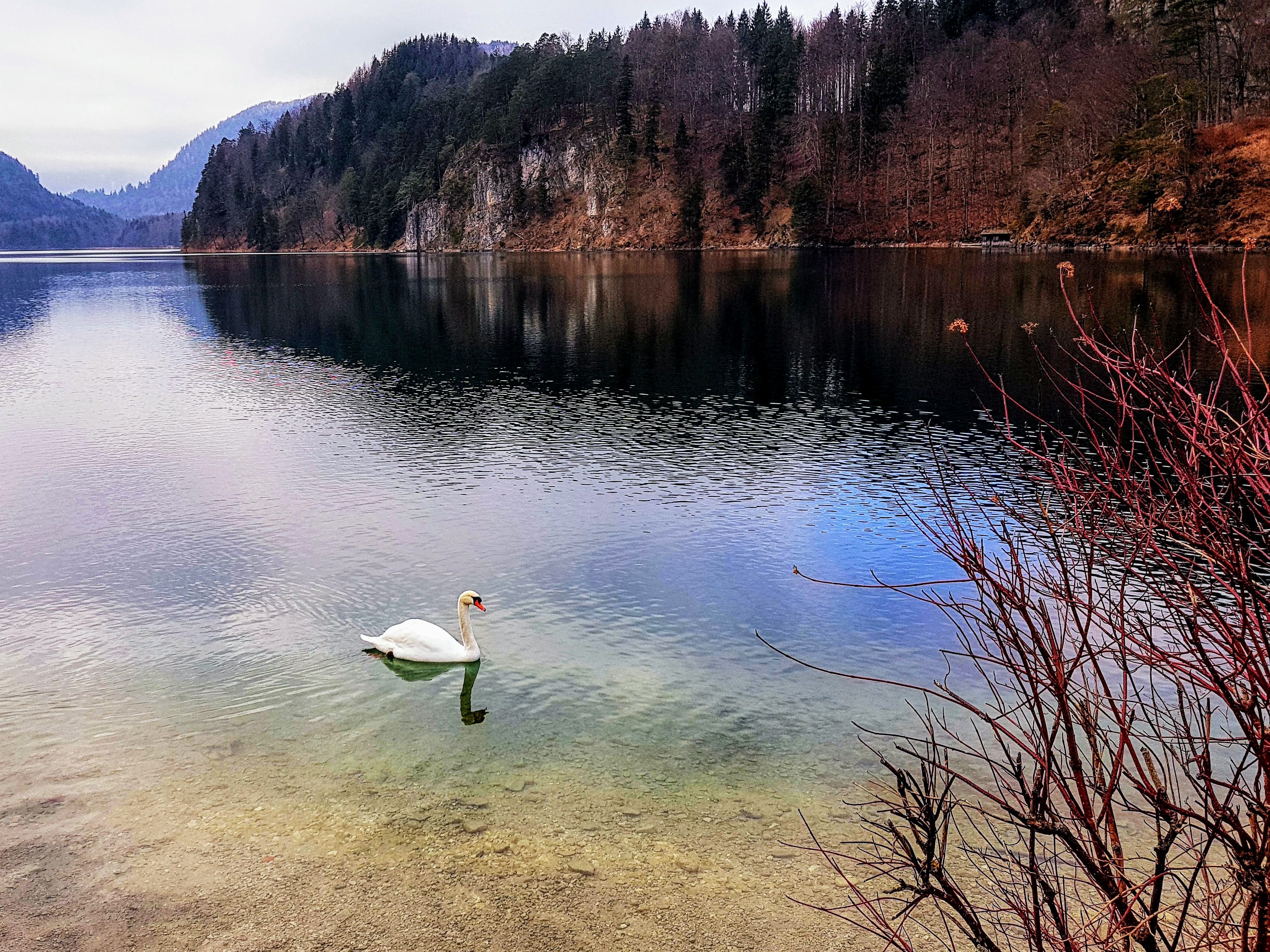 Swan in Füssen